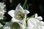 گل استکانی